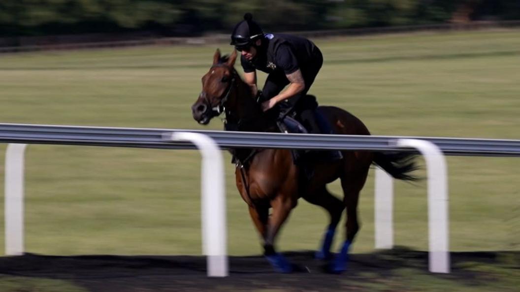 JJ Hamblett is wearing all black and is riding a brown racehorse. They are riding alongside a white barrier on a green field. In the distance are a row of trees.