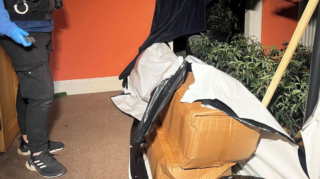 Police in Scotland arrest 36 in raids on Vietnamese crime gangs linked to human trafficking Some cannabis plants in a box in a room in a house. The walls are an orange colour and there is a police person standing beside the stash.