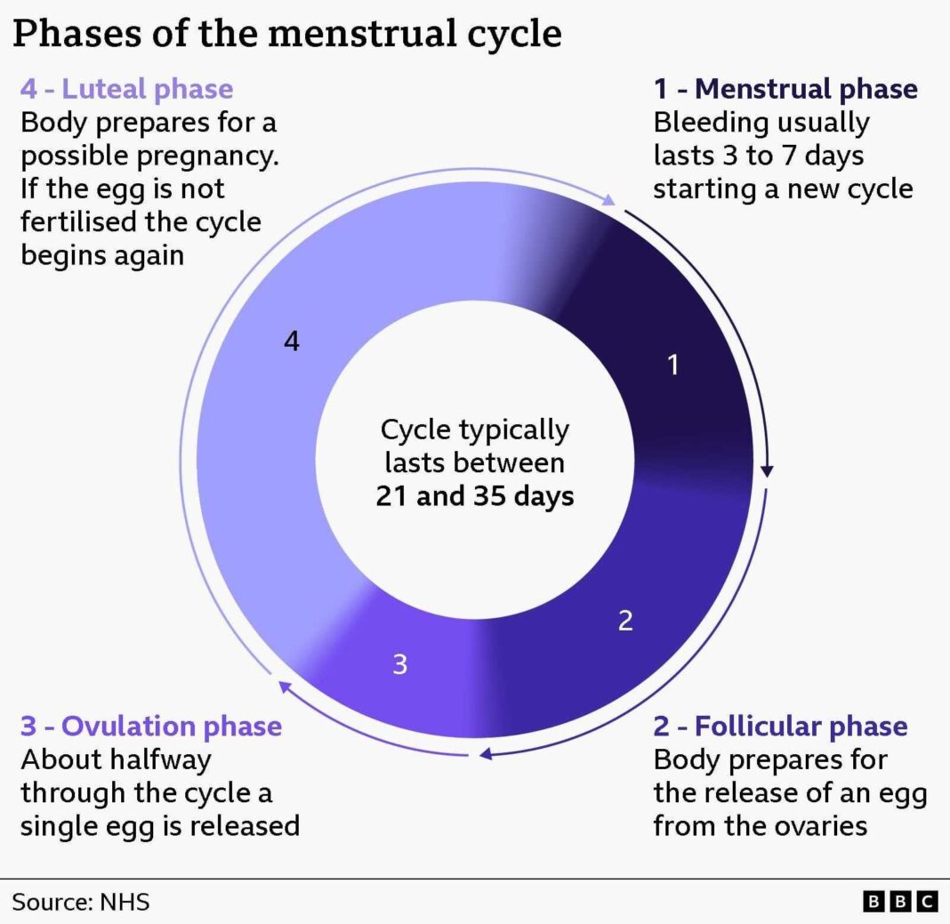 Should you sync your workouts to your period? BBC graphic showing the menstrual cycle as a circle, with text in the centre stating that the cycle typically lasts between 21 and 35 days. The circle is then broken up into four phases, with phase 1 being the Menstrual Phase, with bleeding that lasts three to seven days; phase 2 is the Follicular Phase, where the body prepares for the release of an egg from the ovaries; phase 3 is the Ovulation Phase, where about halfway through the cycle a single egg is released; and phase 4 is the Luteal Phase, where the body prepares for a possible pregnancy, and if the egg is not fertilised the cycle begins again