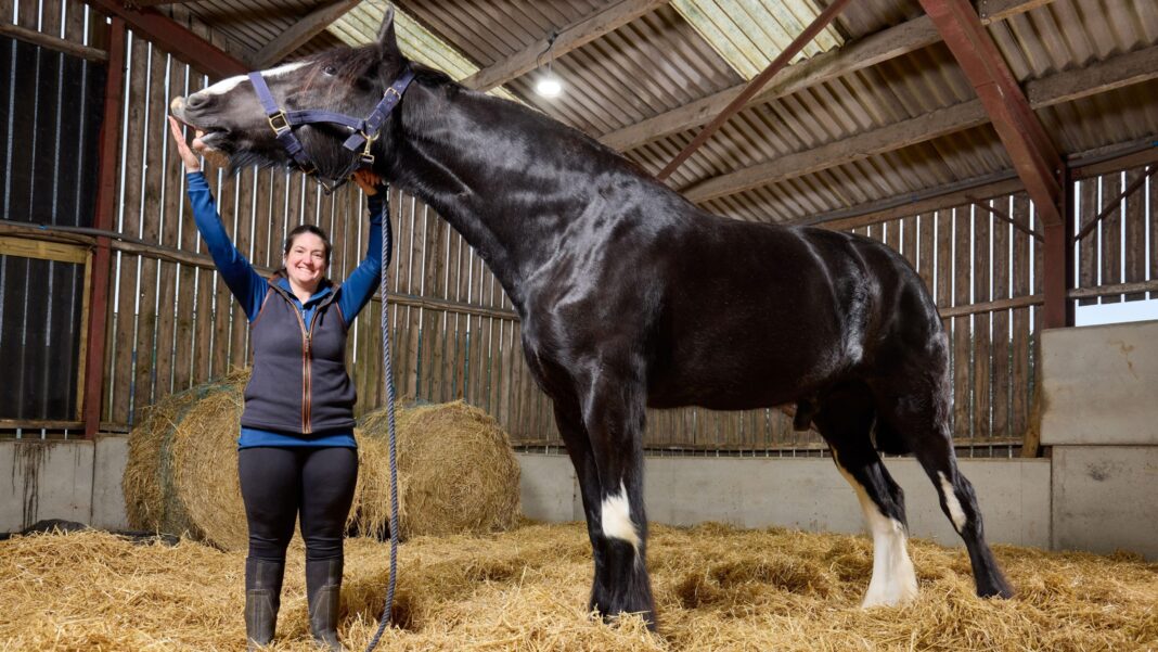 ‘He’s massive!’ Meet Hugo, the world’s tallest horse Lisa Masters, in a barn, holding her arms up, to the head of a horse, who is sideways on, with reins around his head. She is wearing black leggings, has on boots, a blue top and blue gilet. She has long dark hair tied back and is smiling. The barn is full of hay.