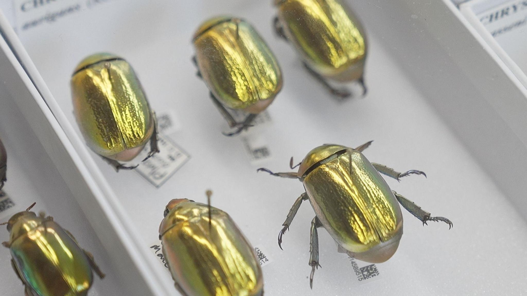 Several pinned beetle specimens in a museum-style display tray. Their oval wing cases shine metallic gold, green and bronze under bright light, with fine ridges running lengthways along their backs. The largest beetle, on the right, has six dark grey legs spread outward and curved, claw-like feet. Smaller beetles lie nearby, partly cropped by the frame. Each specimen is mounted on a thin pin above a small white identification label, some with tiny printed codes. The tray has white sides and a pale grey base. The bright reflections make the insects appear almost jewel-like, although they are preserved scientific specimens.