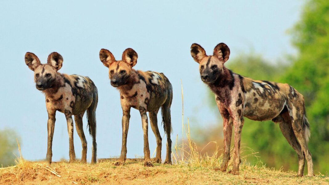 Wild dogs record 2,500-mile trek across Africa in search of a mate Three African wild dogs with large, round ears and mottled brown, black, and white coats stand on a grassy hilltop against a clear sky.
