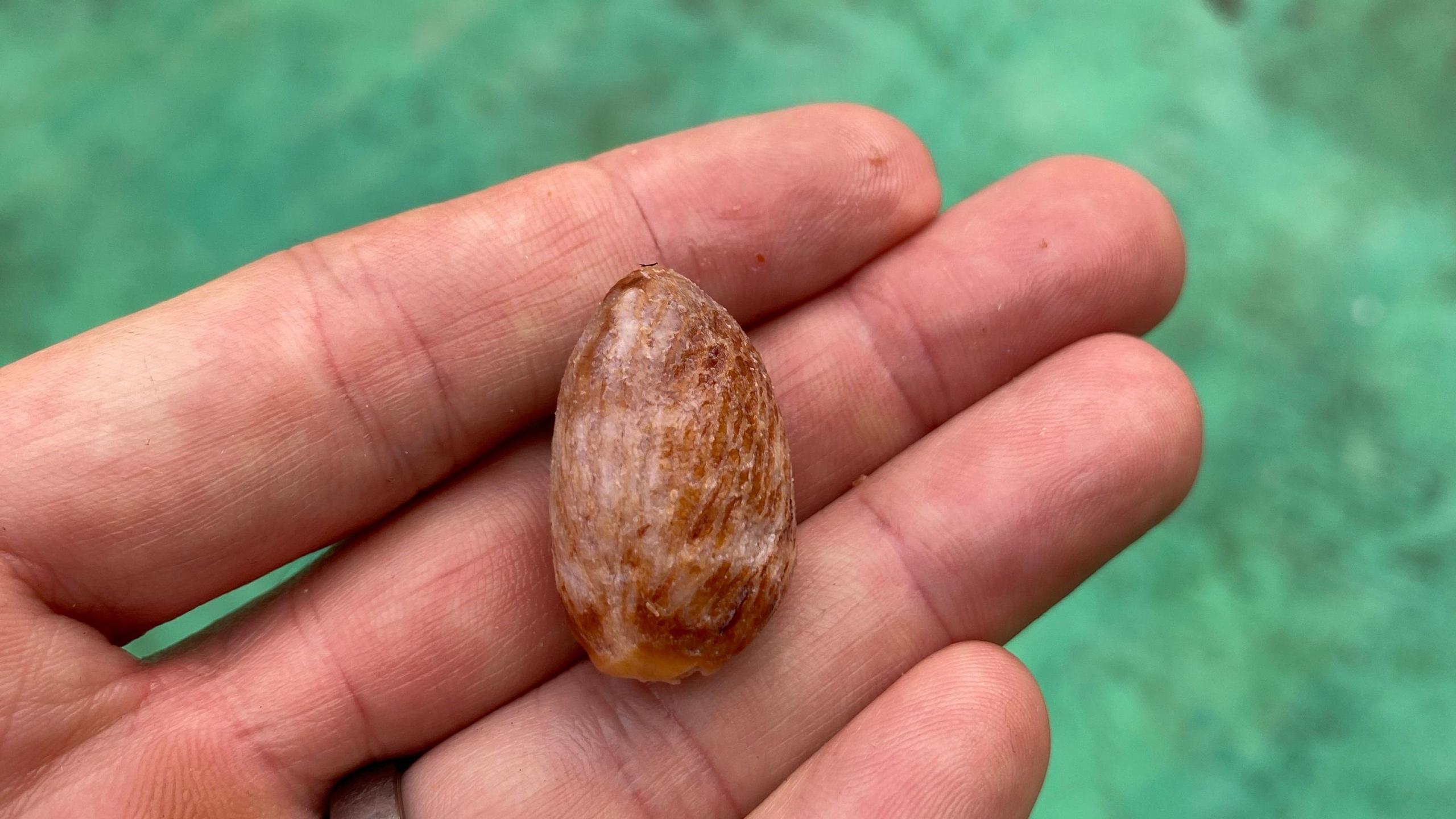 A hand holding a betel nut - a small, oval shaped nut which is brown in colour.
