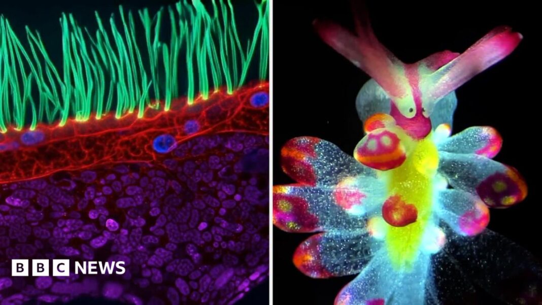 See tiny organisms on show in microscopic video competition image