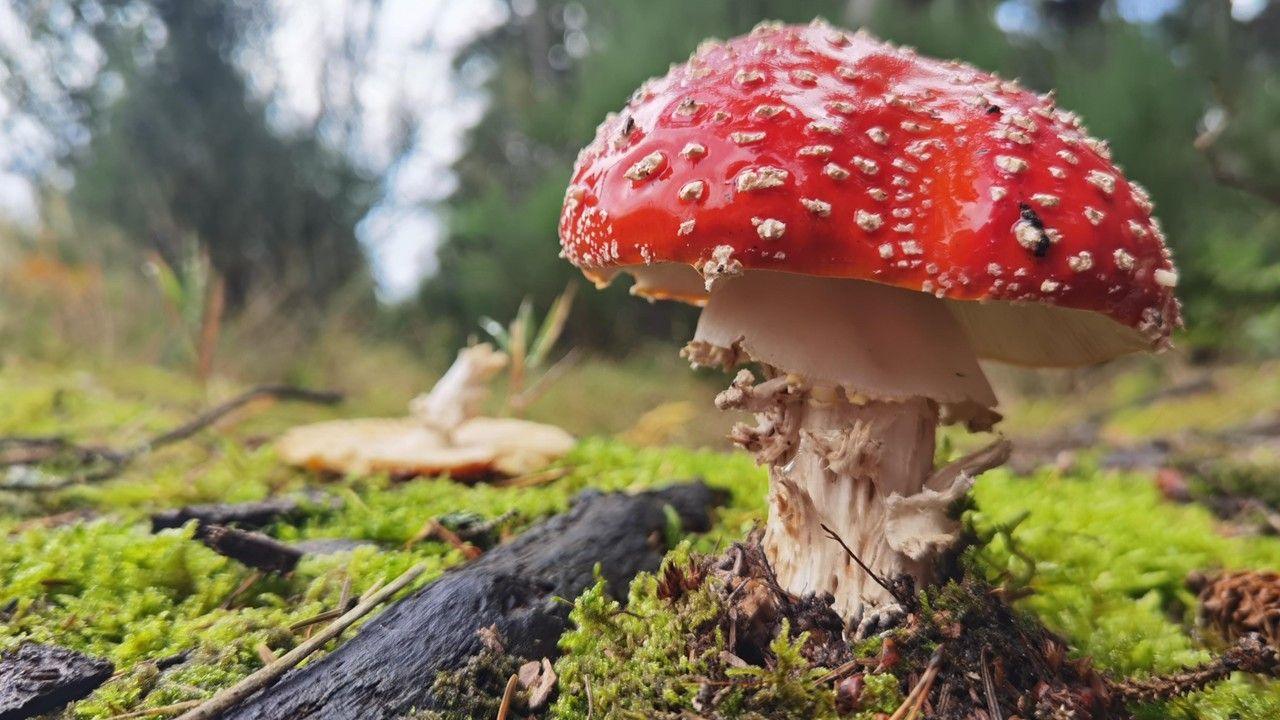 A bright red toadstool with white spots stands in amongst mossy grass, with blue sky just visible behind green trees
