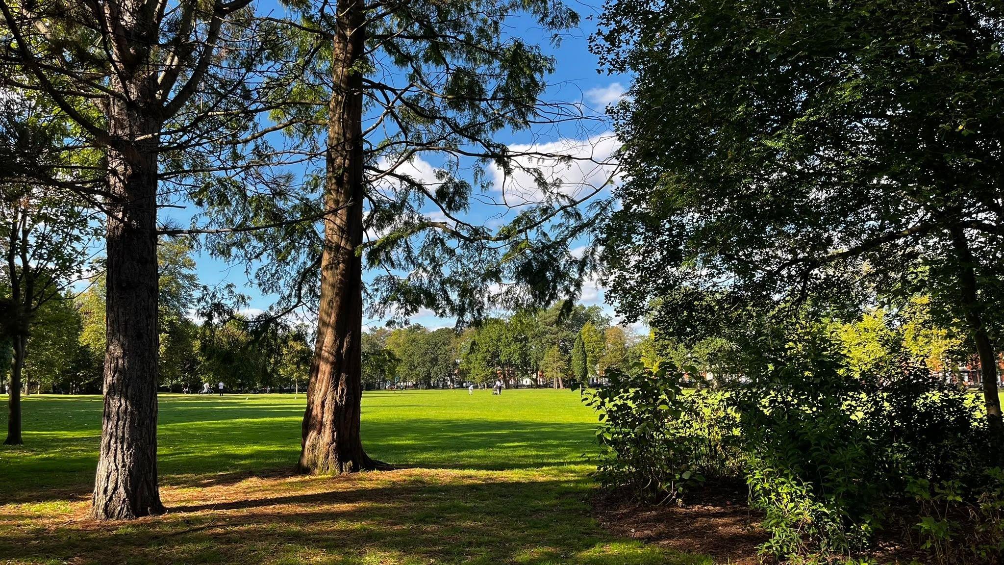 Image shows a large patch of green grass at the park, with the blue sky and clouds behind it. In the foreground are three large trees.
