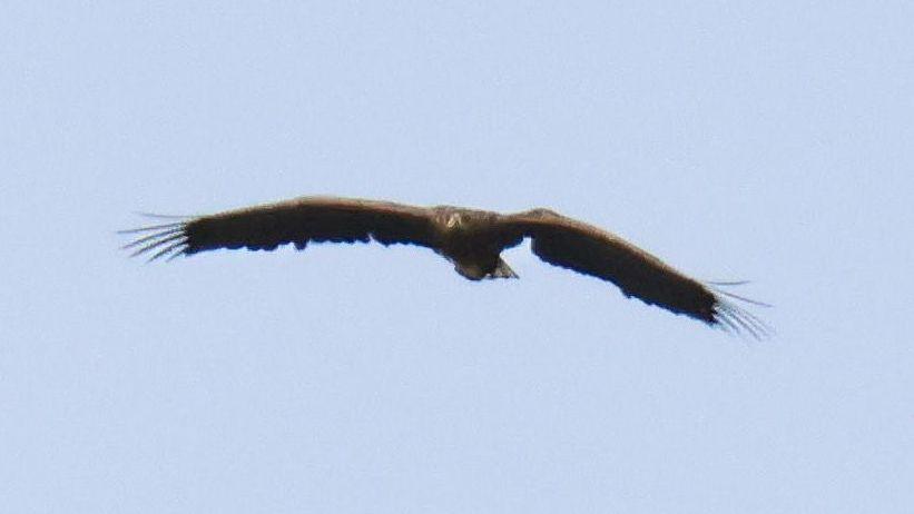The image shows a sea eagle in flight - wings spread against a clear sky. The image is unusual, because the left wing of the bird has a clearly visible bump where it was badly broken when the eagle fell from its nest during a storm back in 2023.