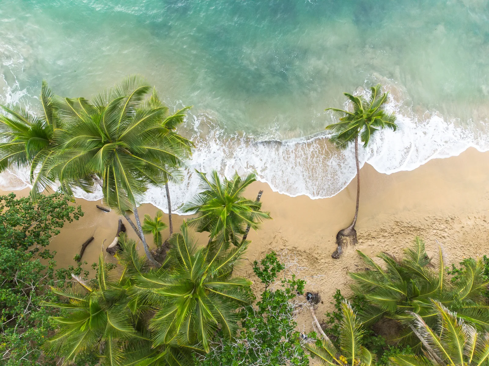 Image may contain Nature Outdoors Sea Water Summer Coast Shoreline Plant Vegetation Tree Beach and Aerial View