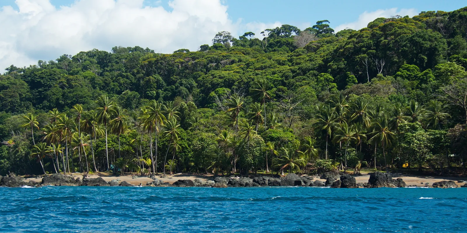 Image may contain Land Nature Outdoors Plant Vegetation Rainforest Tree Summer Jungle Woodland Sea and Water