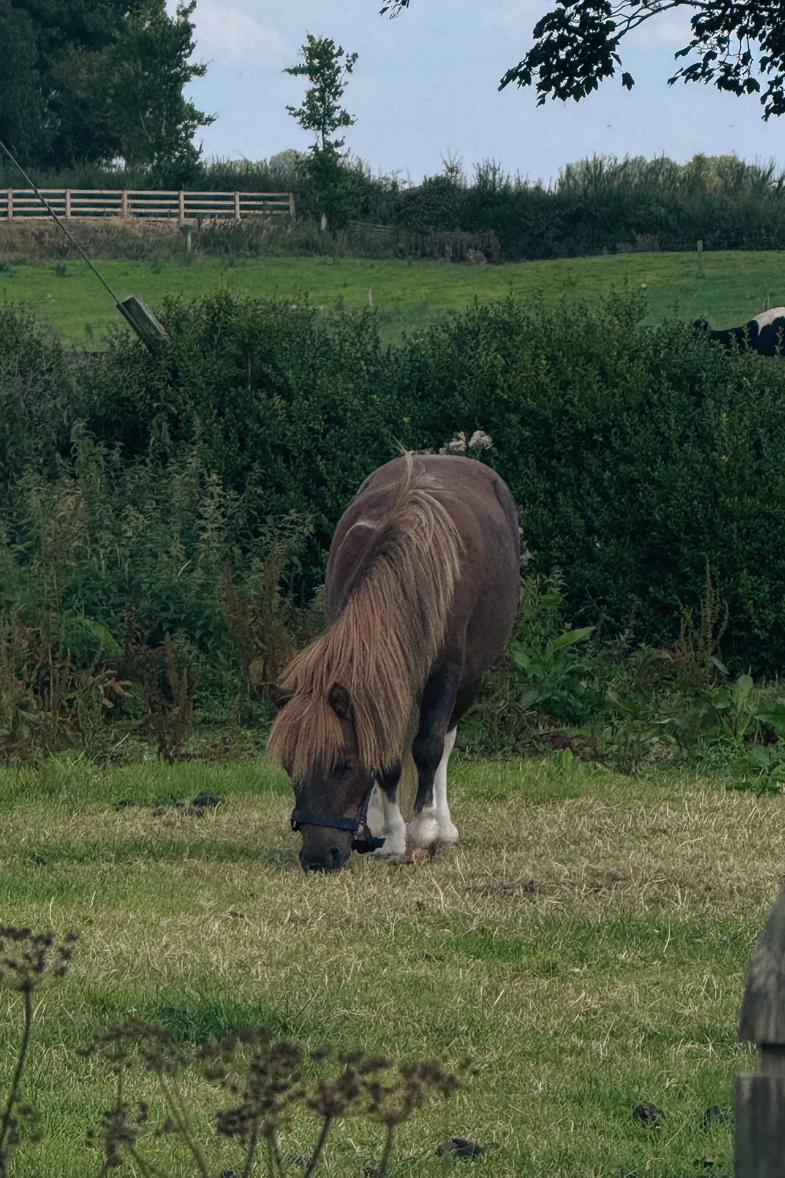 Image may contain Countryside Farm Field Nature Outdoors Pasture Rural Grassland Grazing Grass Plant and Animal