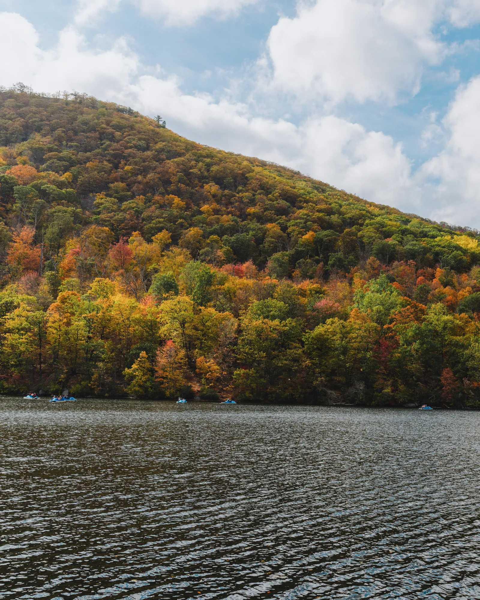 Image may contain Plant Vegetation Land Nature Outdoors Tree Woodland Scenery Water and Lake