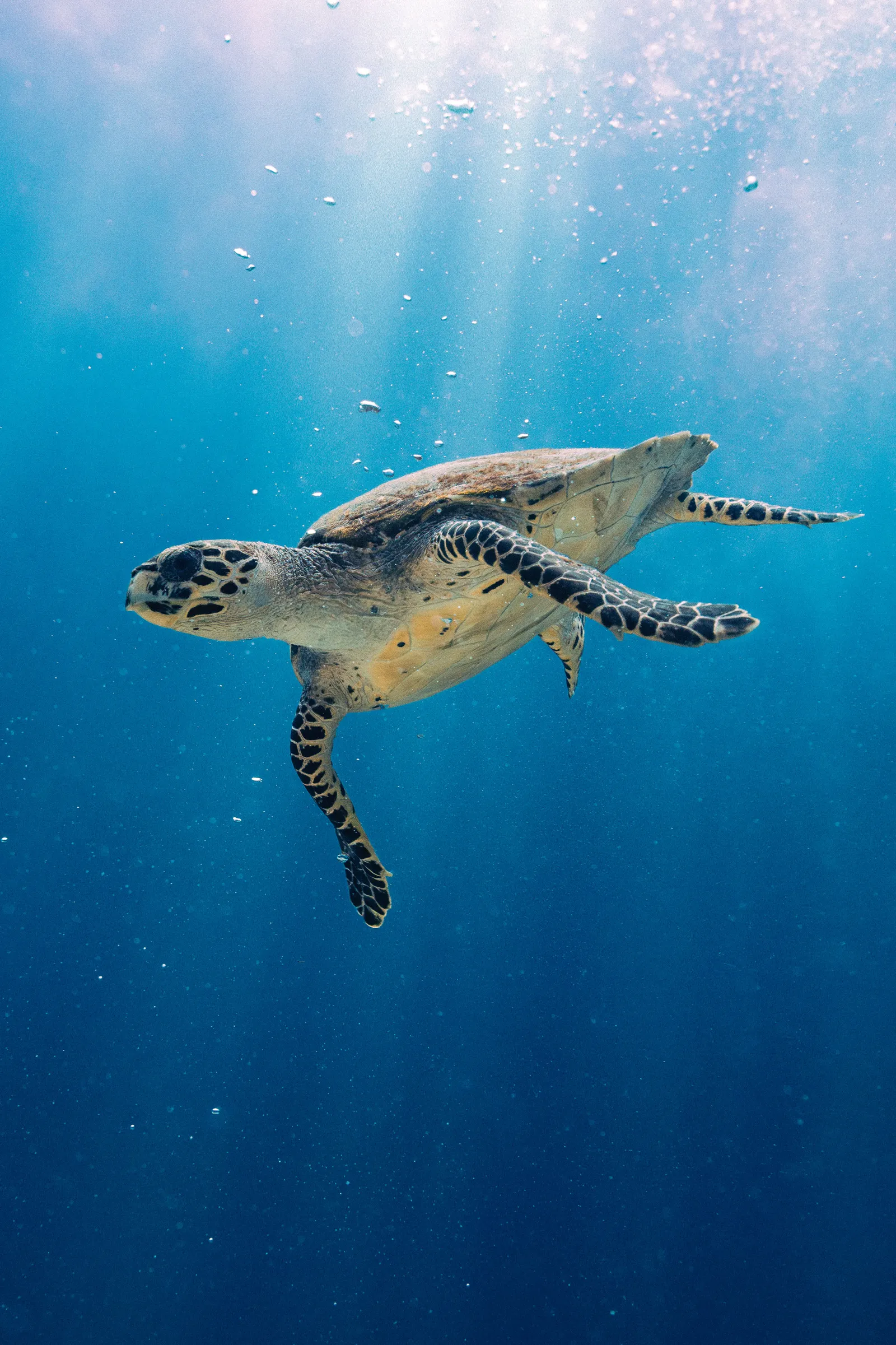 Image may contain Animal Reptile Sea Life Turtle Water Nature Outdoors Tortoise and Sea Turtle