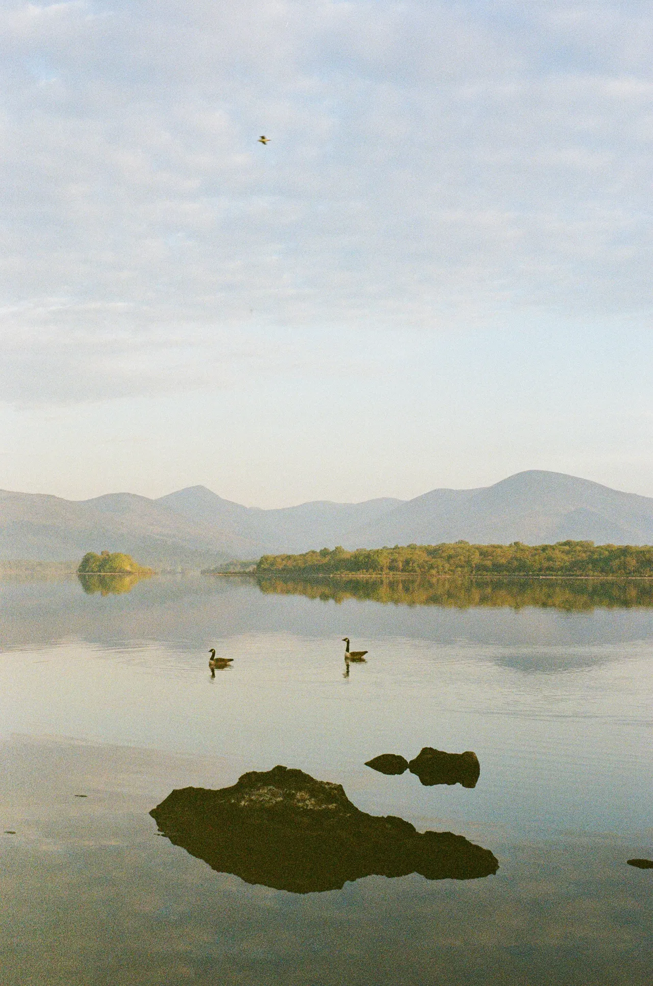 Image may contain Land Nature Outdoors Lake Water Landscape Sea Scenery Plant Vegetation Animal and Bird