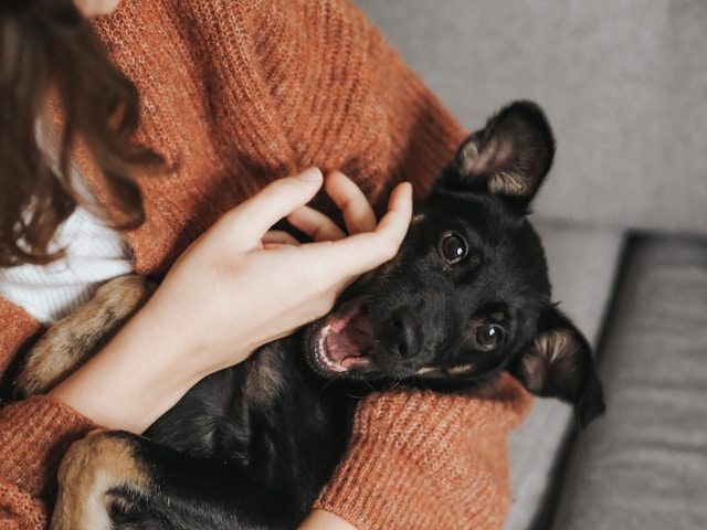 Supporting Your Pet’s Mental Wellbeing image