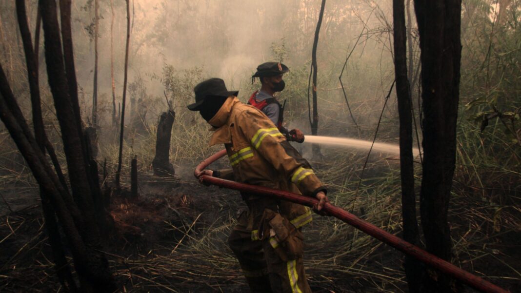 Developing El Niño becomes strongest on record weeks before expected peak Two firefighters spray water from a hose on to smouldering crops and trees, with smoke filling the air.