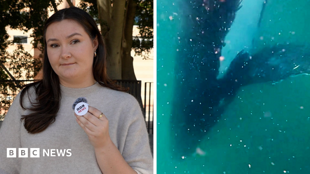 Watch: Can humpback whales experience grief? image
