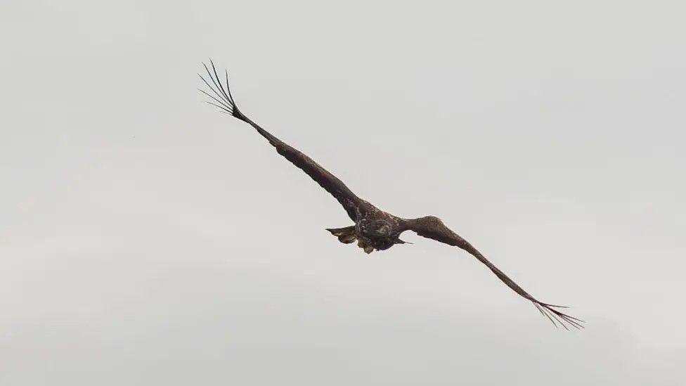 ‘Miracle’ eagle with broken wing spotted back above Scottish coast The image shows a sea eagle with a marked bump in its left wing - its wings spread against the background of a grey sky.