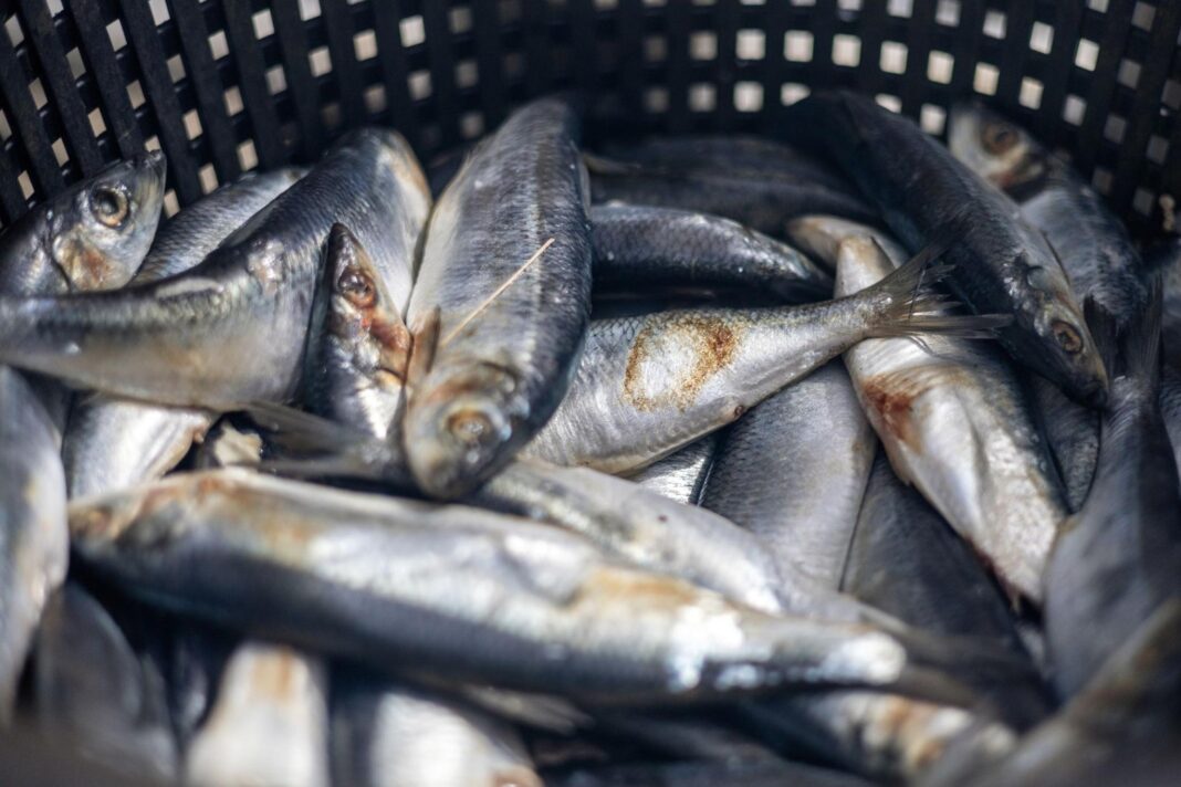 Forget the Mediterranean diet, I’m eating only food from Shetland for a month A basket of silvery fish