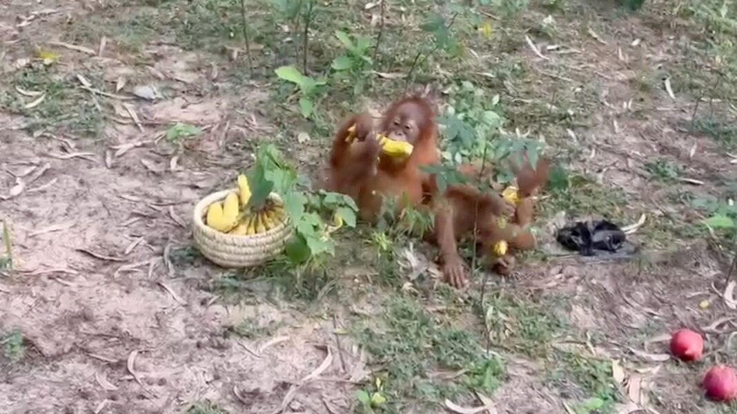 Baby orangutans found in Indian forest spark trafficking inquiry Orangutan babies eating bananas