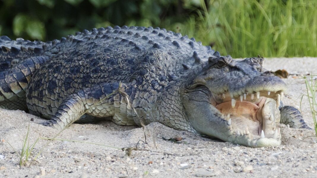 River home to 500 crocodiles chosen as Olympic rowing venue An Australian saltwater crocodile basks on a riverbank