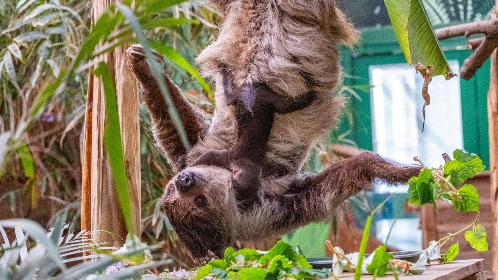 Baby Sloth Atty clings to mother Feira's stomach as she swings upside down from branches in the sloth house at Edinburgh Zoo. There is vegetation and a green-framed glass door in the background.
