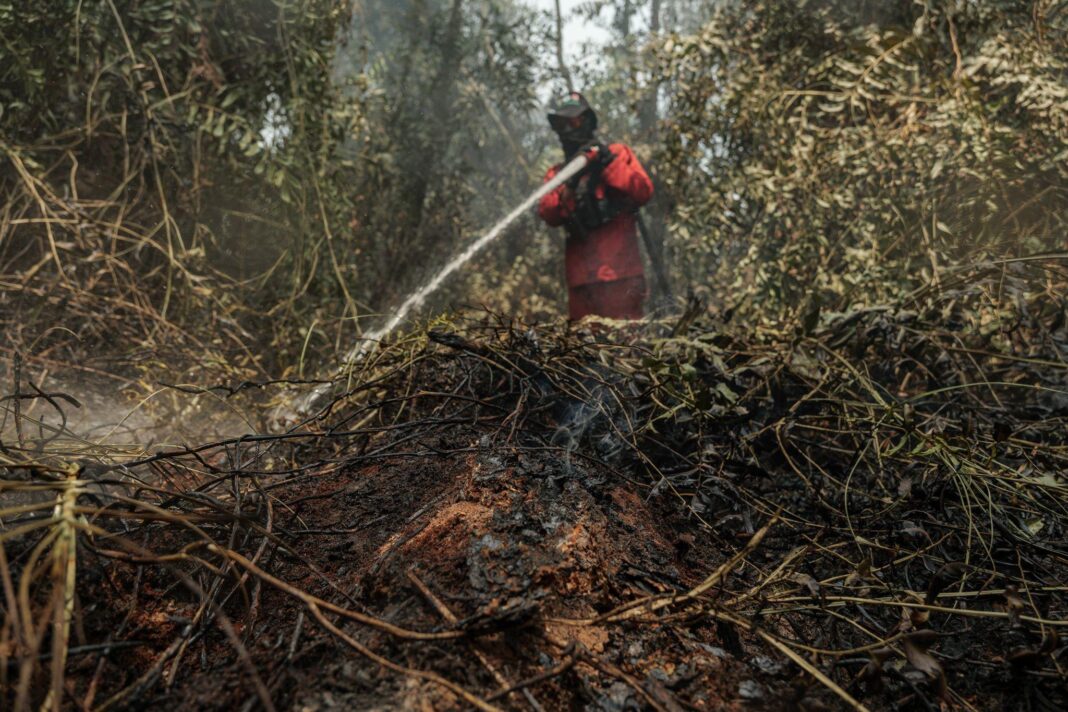 A man in the background wearing red firefighting uniform and a hat sprays water onto the underbrush in the foreground, where burnt vegetation smoulders