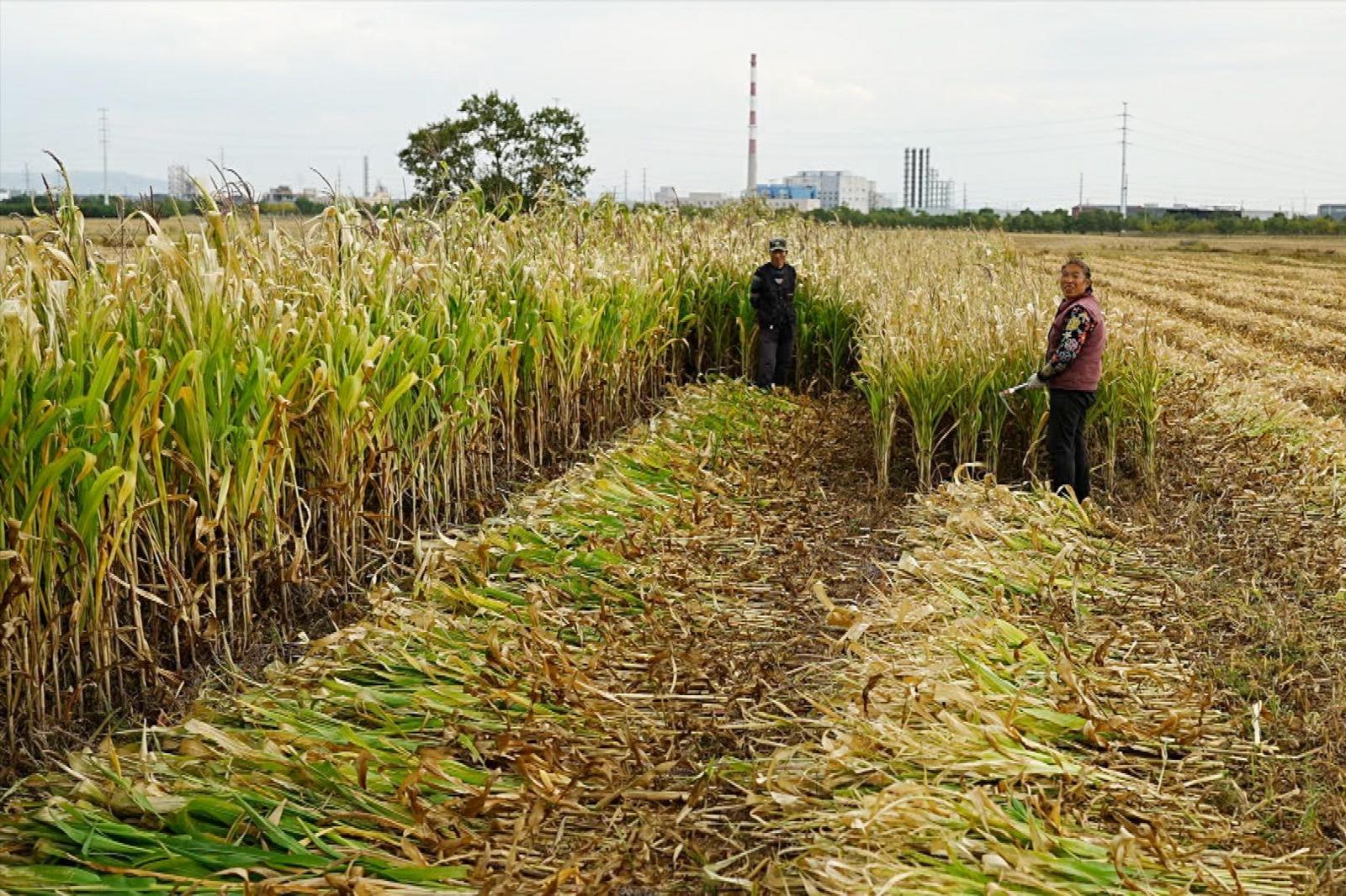 Two farm workers stand in a field harvesting a tall leafy crop. Rows of cut plants lie on the ground between unharvested sections, with harvested farmland and industrial buildings visible in the distance.
