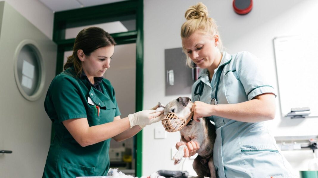 Vet prescription fees capped under rule changes Two female veterinary nurses wearing scrubs attend to a small dog wearing a muzzle in a veterinary hospital