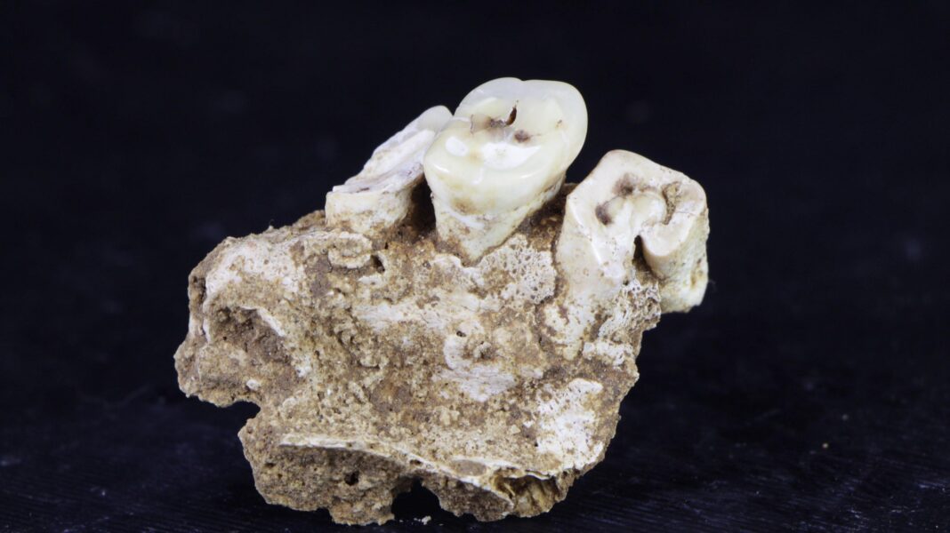 Drug use may have begun 25,000 years ago in Indonesia, research finds A small segment of the remains of a human jaw with three teeth. The background is black.