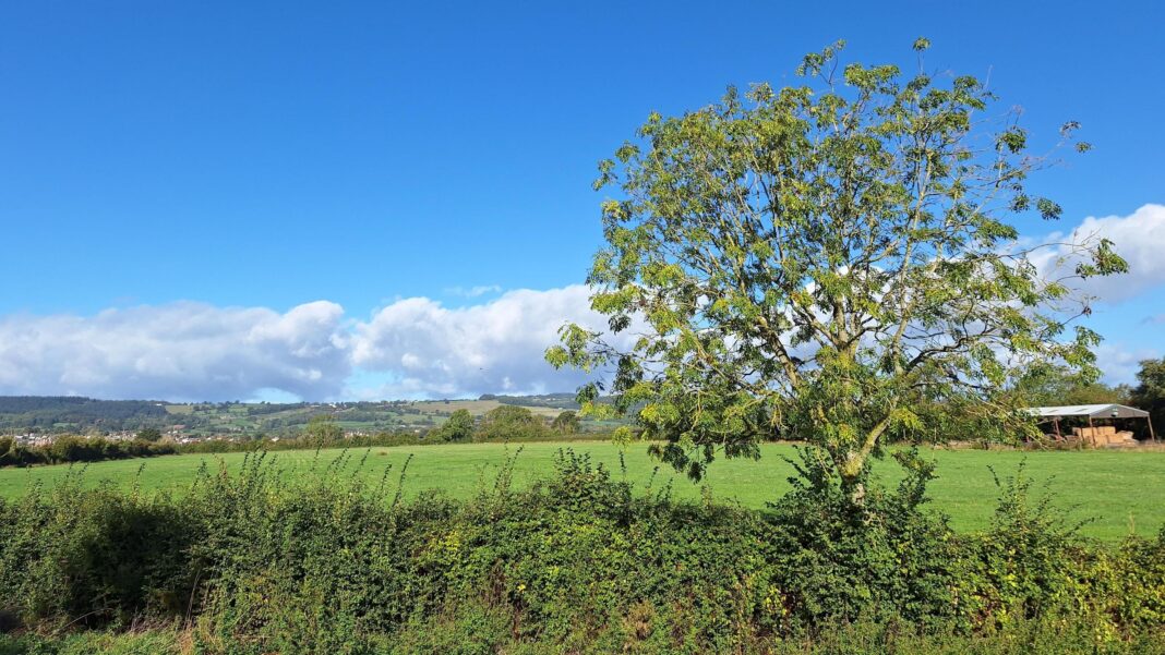 Sunshine returns to parts of UK with warmer and drier weather on way A tree in the foreground in front of fields with low clouds on the horizon but an otherwise clear blue sky