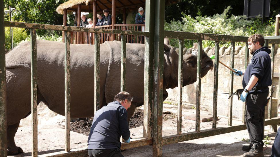 A rhino behind a fence at a zoo in Edinburgh.