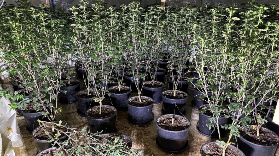 Police in Scotland arrest 36 in raids on Vietnamese crime gangs linked to human trafficking Lots of cannabis plants in a flat.