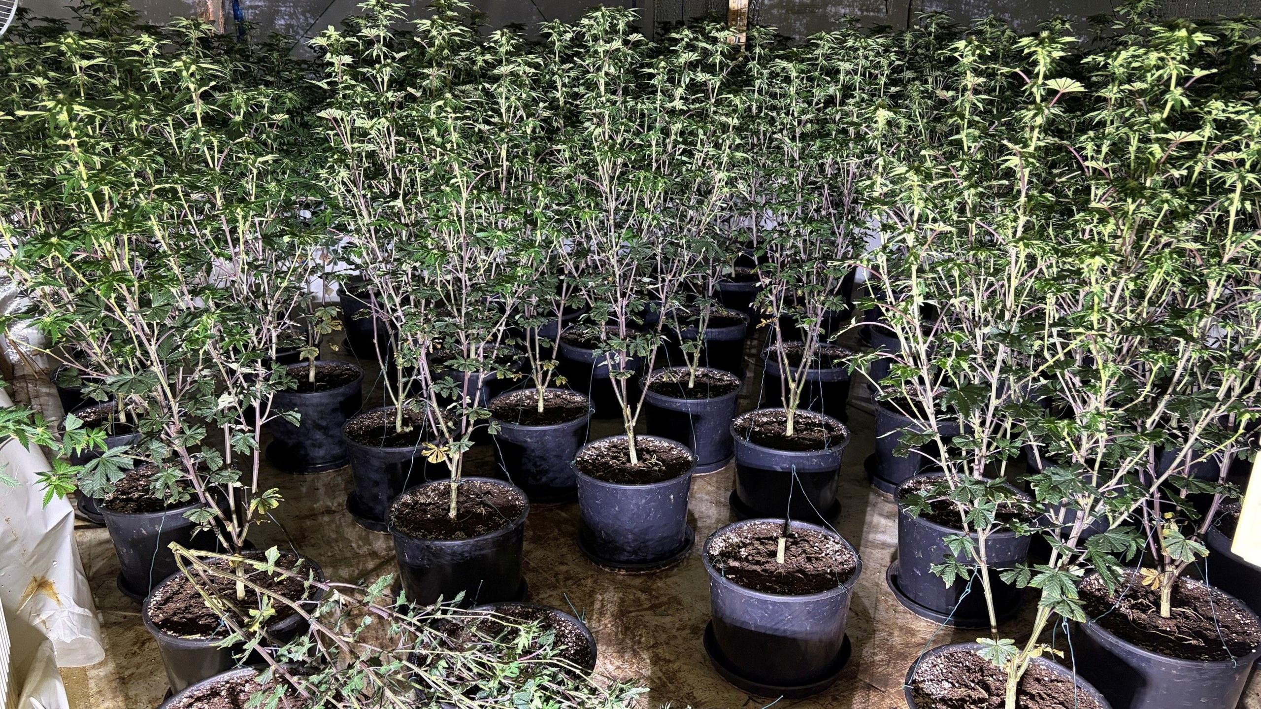Lots of cannabis plants in a flat.