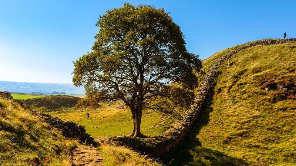 The tree pictured in sunnier weather with the wall stretching out beyond it