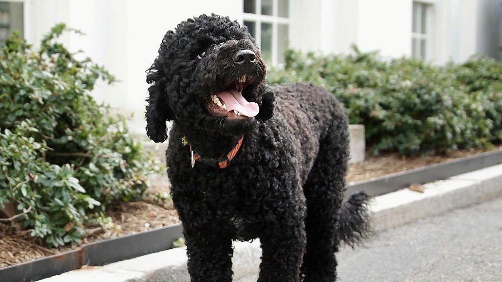Presidential dog Sunny walks outside the White House Press Room as she was brought out by her handler September 9, 2013 at the White House in Washington, DC