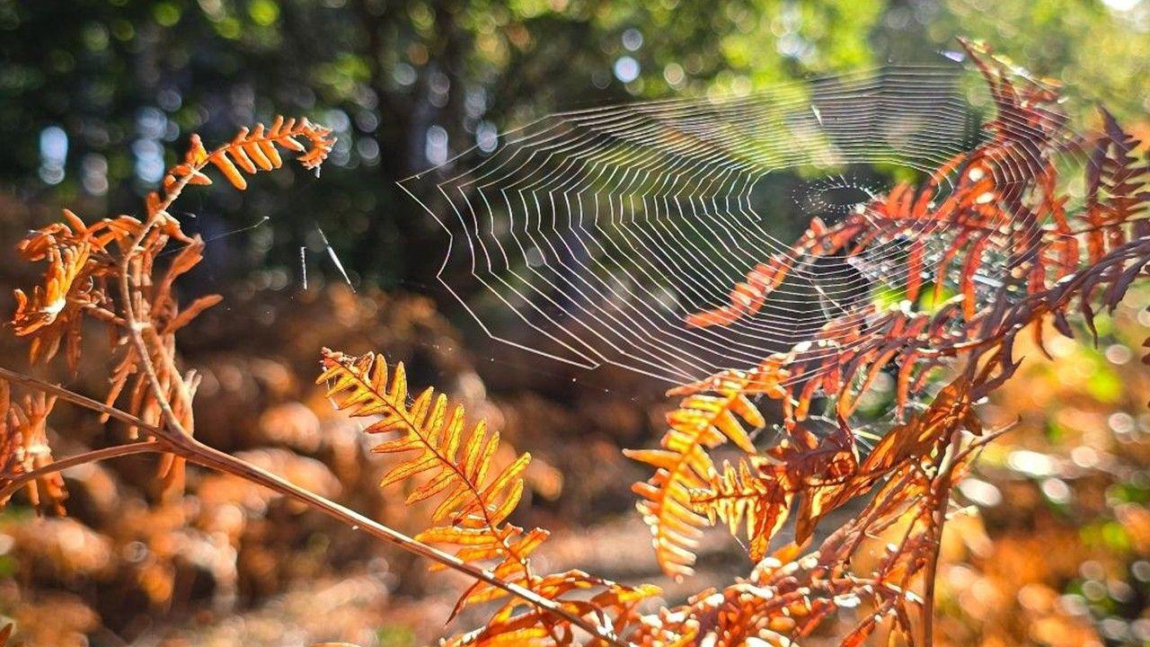Small shrub branches with brown and yellow leaves and to the right a huge spider web glinting in the sun