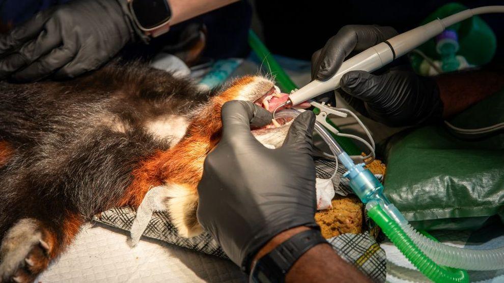 A person operating on a red panda's mouth. The person is wearing two black rubber gloves and holding tools. The red panda is lying on its back on an operating table.