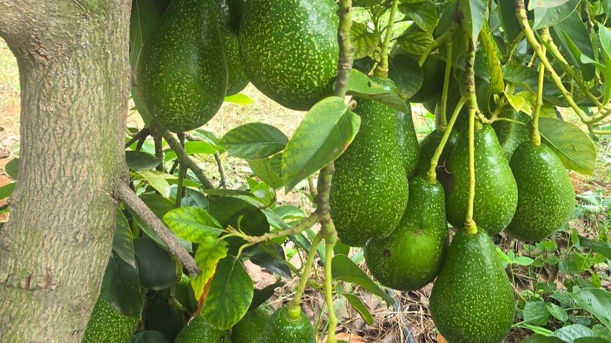 A large bunch of avocados hangs off a tree