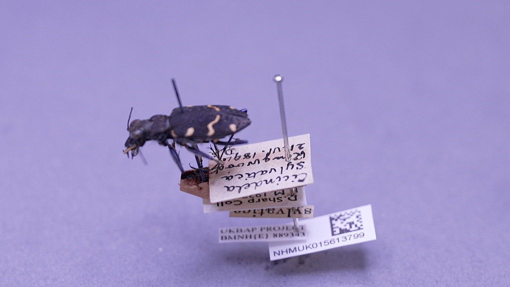 A single preserved beetle is mounted on a long pin against a soft, pale purple background. The insect is shown side-on, facing left. Its body is dark brown to black, long and slightly flattened, with several irregular cream-coloured markings along its wing cases. Fine antennae project from its head, while six slender legs curl beneath its body. Several small paper labels hang below the beetle on the pin. One handwritten label appears to include the species name Cicindela, while printed labels record collection details and a museum reference number. A second pin with a rounded silver head stands just behind the specimen.