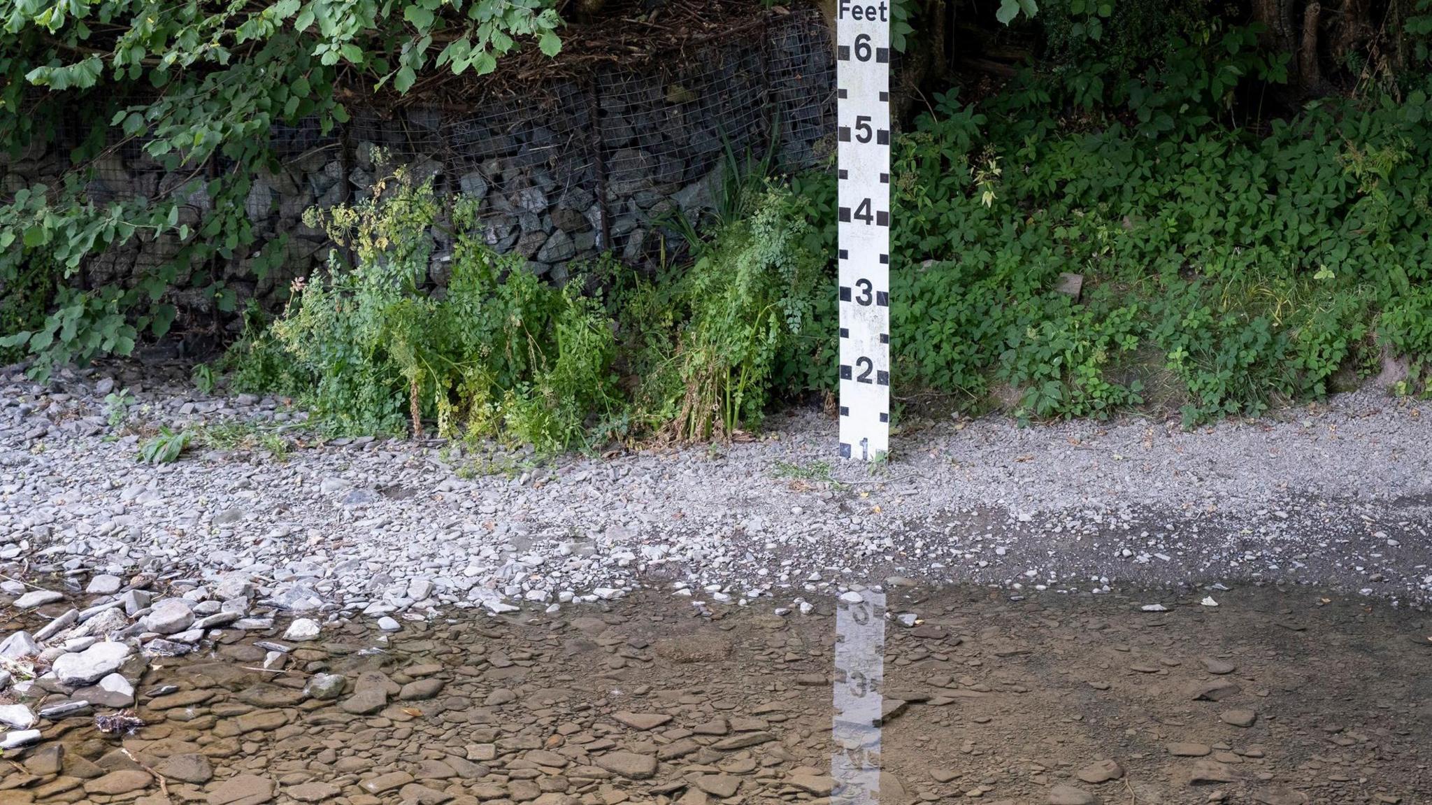A measuring stick in feet sits in a river, the water level is so level it does not reach 1. The ground is small rocks and there is foliage in the background