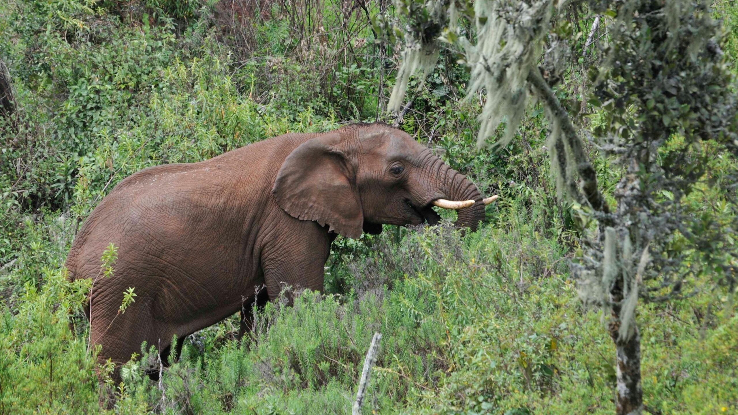 The image shows an adult African elephant eating from a tree. It is surrounded by lush undergrowth and green forest. This is one of the Mount Elgon elephants that were studied for this new research