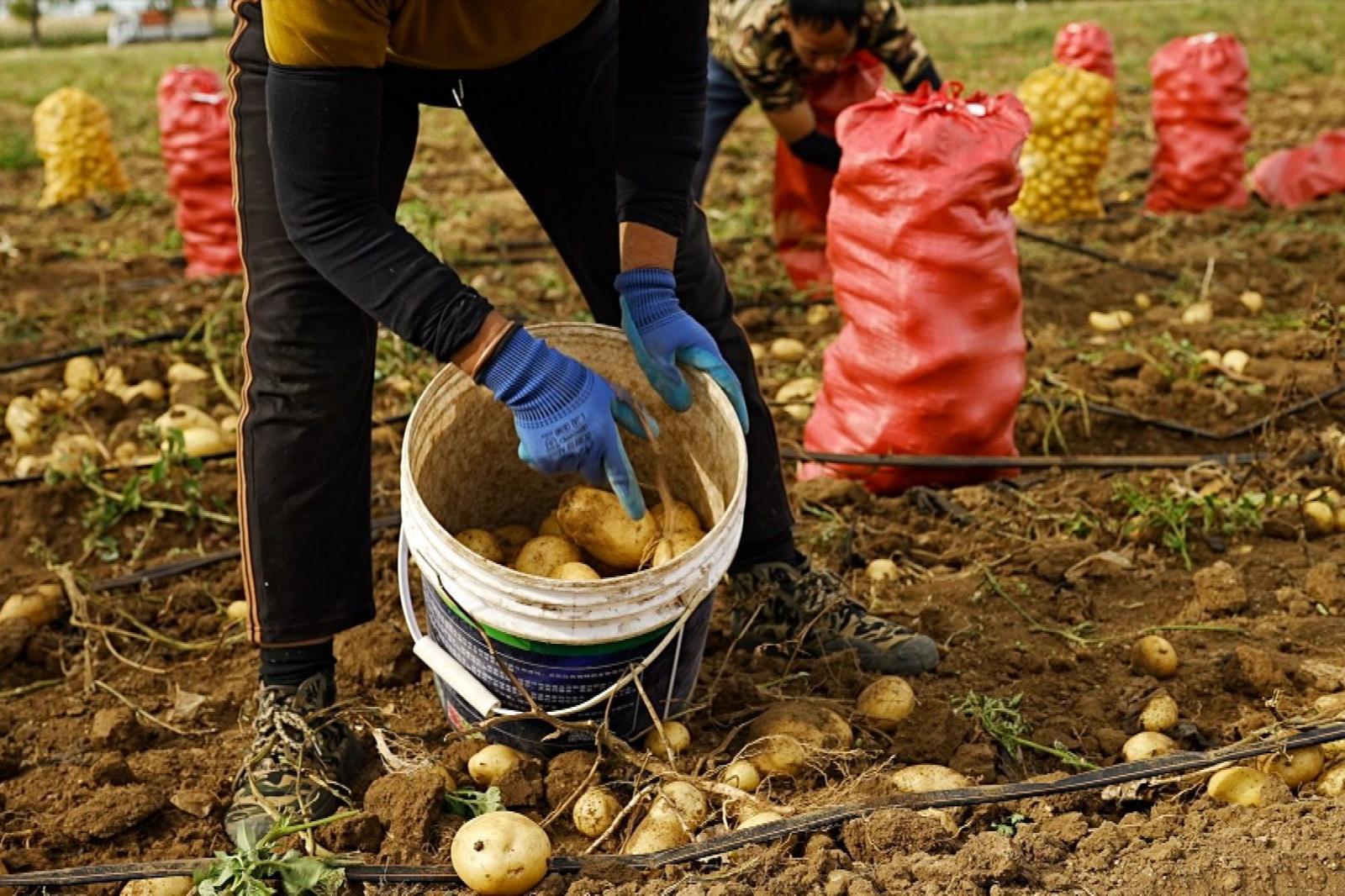 Worker wearing blue gloves places freshly harvested potatoes into a white bucket in a field. Potatoes are scattered across the soil, while filled red and yellow sacks and another worker are visible in the background.