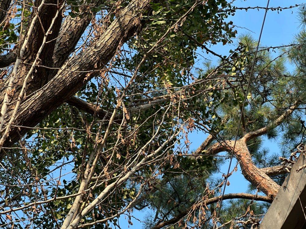 Close-up view of overlapping tree branches and green leaves against a clear blue sky. Thick trunks and intertwining twigs fill most of the frame, with some dried leaves hanging among the foliage.