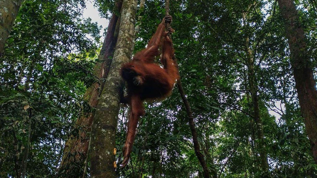 An orangutan, positioned in a tree adjacent in the Gunung Leuser National Park (TNGL) forest area in Bukit Lawang, Langkat, North Sumatra, Indonesia, on December 11, 2025