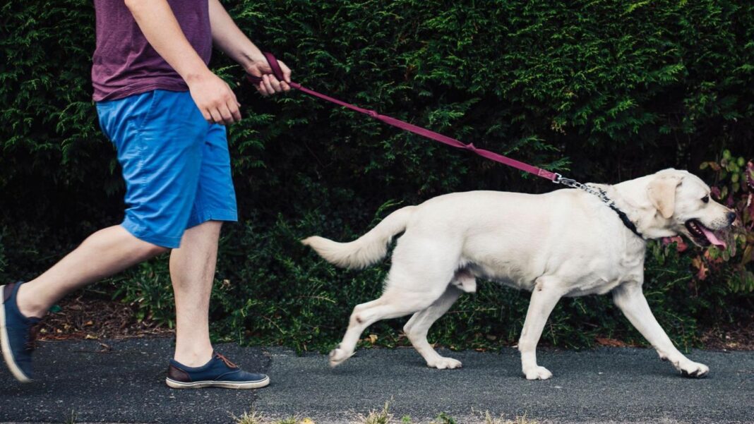 Ministers reject dog ownership licence scheme A man walking a Golden Labrador dog on a lead.