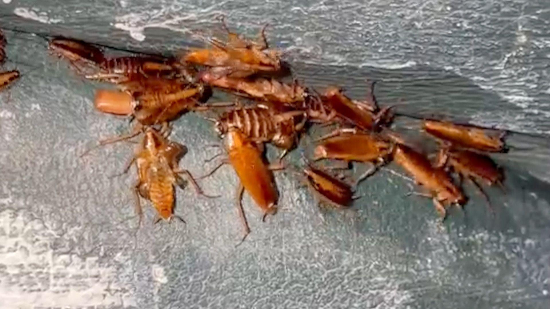 Cockroaches on the back of a leather sofa
