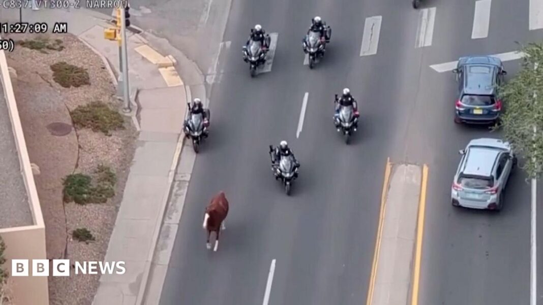 Runaway horse captured by police on motorbikes image