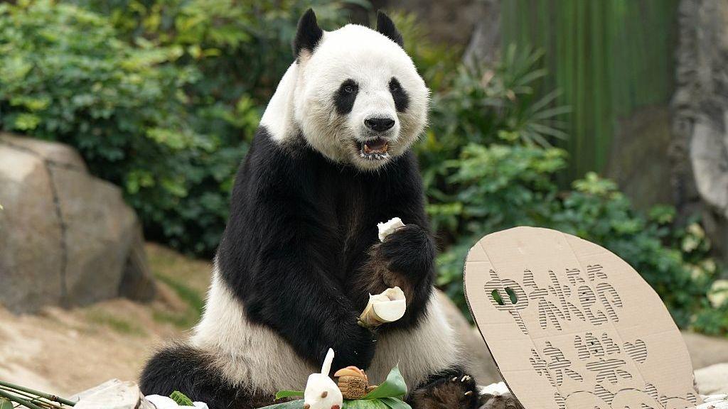 Giant panda Le Le enjoys a special Mid-Autumn Festival meal at Hong Kong Ocean Park on September 23, 2026