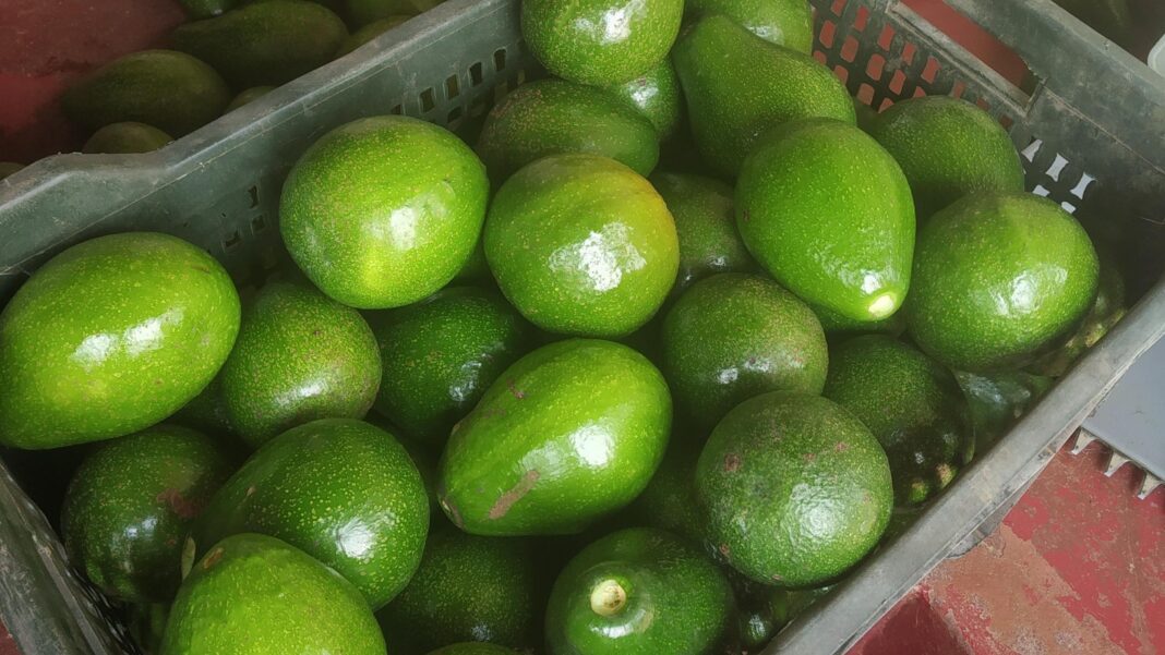 From ‘dog fruit’ to darling: India’s avocado boom A basket of avocados from Cottanad Plantations