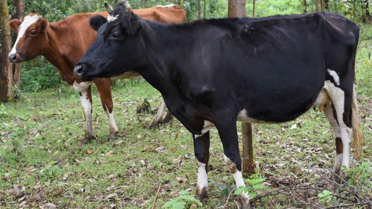 Two dairy cows relaxing under the trees on a farm in Kenya